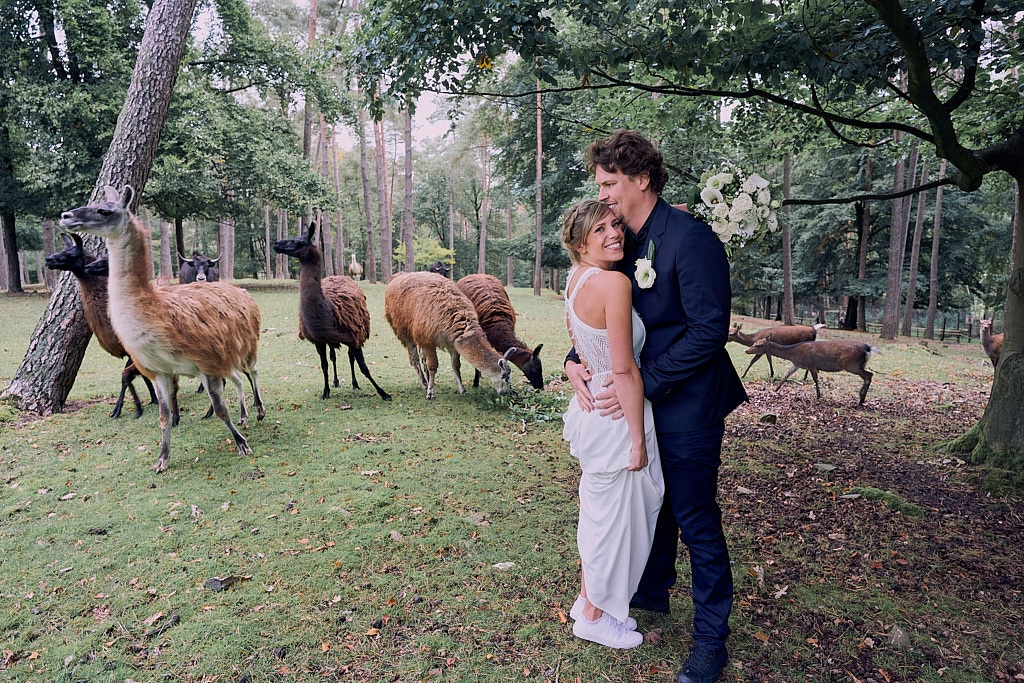 mariage heureux amis animaux lama 26 Photographe de mariage et portrait Belgique Kelly Thompson - Photographe mariages & portraits